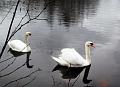 Winterwandeling-Kiewit (32)
